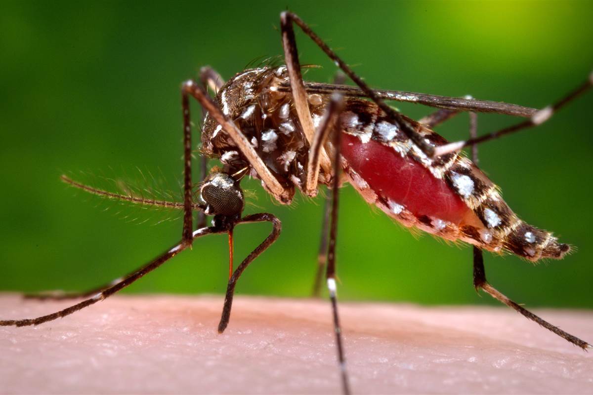 Read more about the article Invasion of Mosquitoes into New Areas