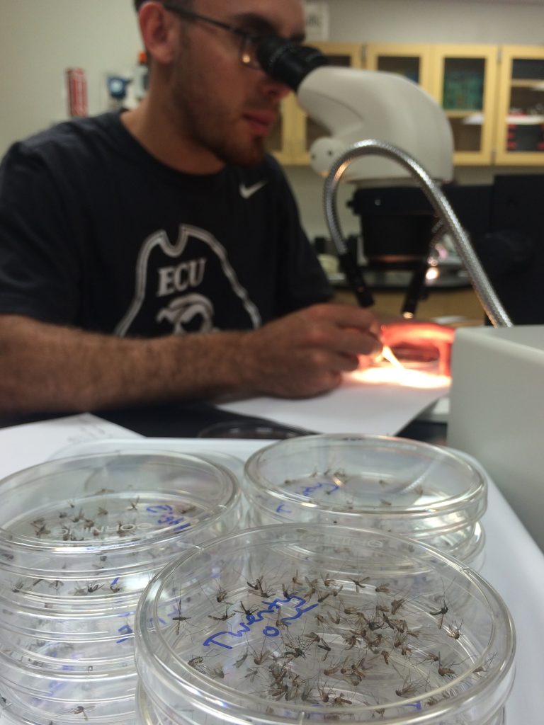 MS Environmental Health student counting field-collected mosquitoes and identifying them to species, May 17, 2016  