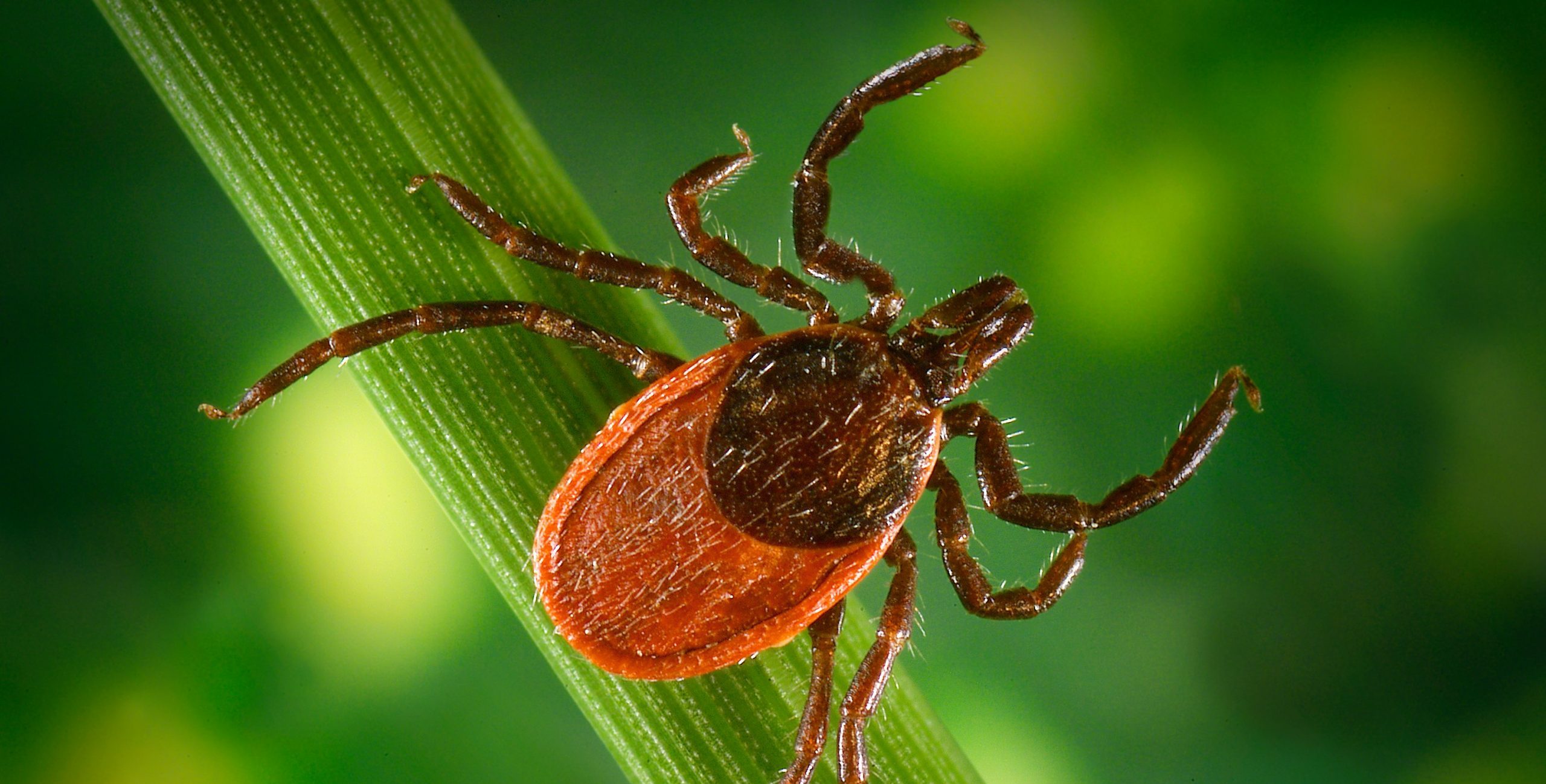 You are currently viewing Tick Exposure in Environmental Health Specialists Working in the Piedmont Region of North Carolina