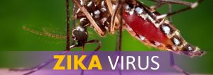 Read more about the article ECU and Pitt County Health Department’s Zika Prevention Efforts