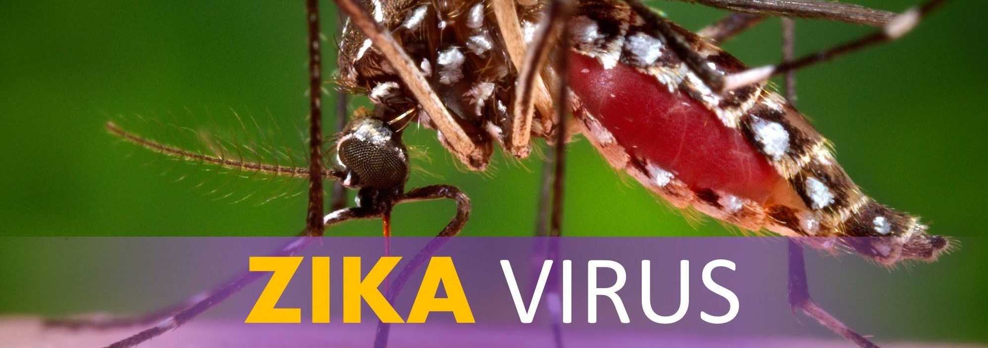 You are currently viewing Insights into Zika Virus History, Human Health Effects, and Control Measures