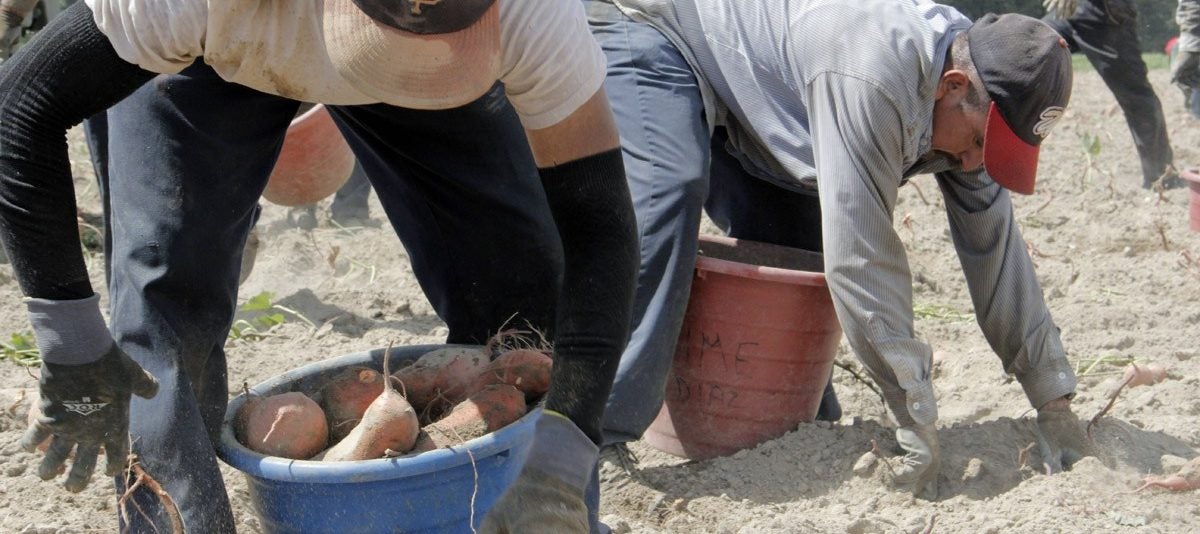 Read more about the article A Descriptive Study of Body Pain and Work- Related Musculoskeletal Disorders Among Latino Farmworkers Working on Sweet Potato Farms in Eastern North Carolina