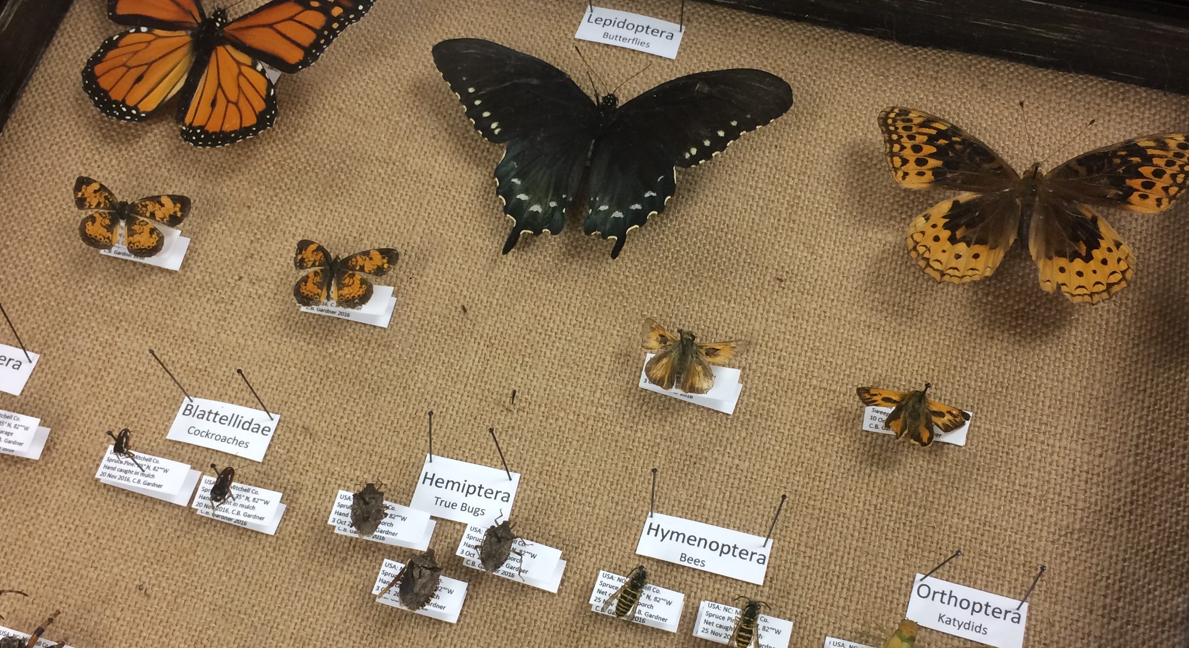You are currently viewing Arthropod Collection