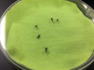 Read more about the article Permethrin Treated Clothing to Protect Outdoor Workers: Evaluation of Different Methods for Mosquito Exposure against Populations with Differing Resistance Status