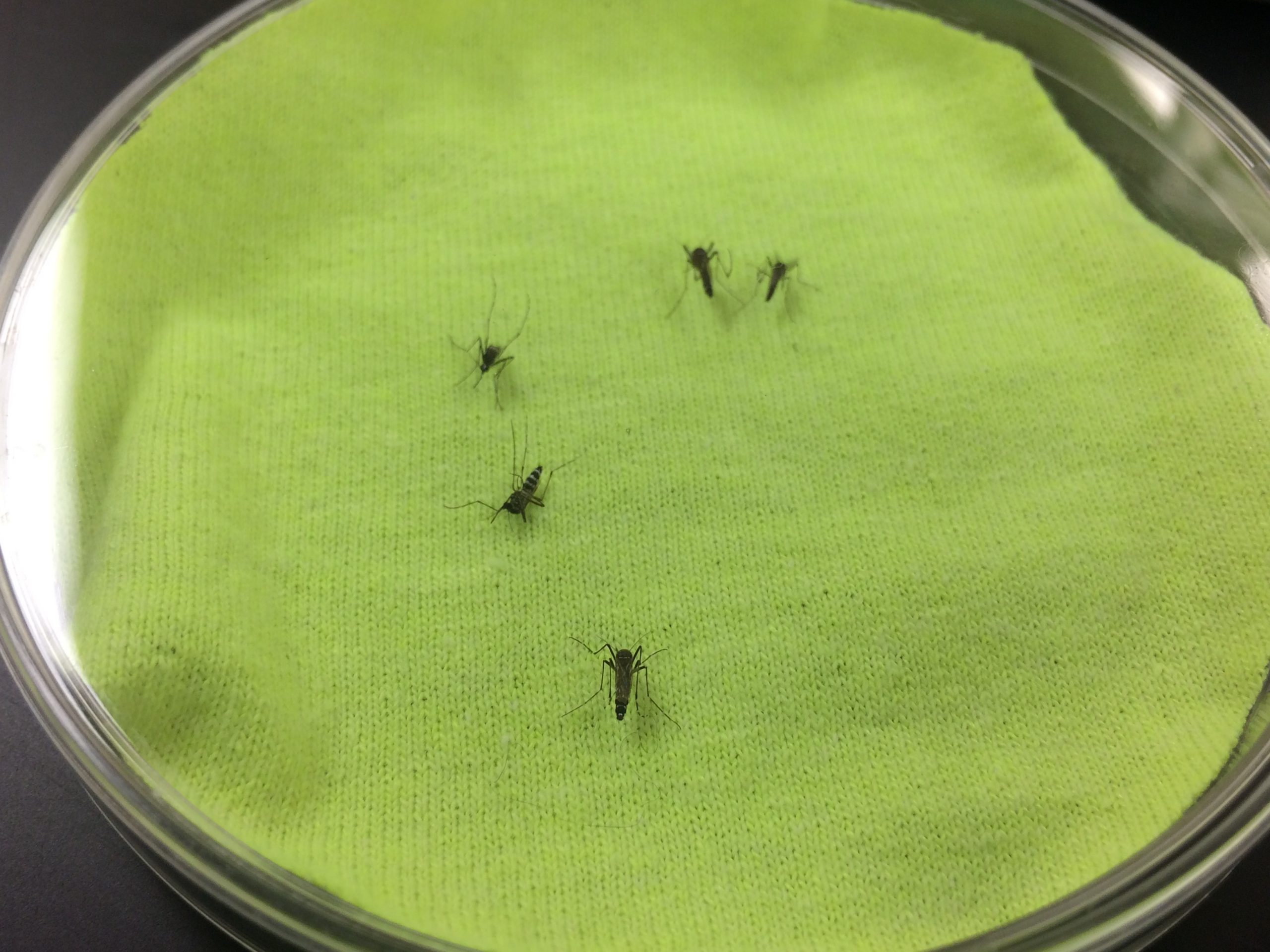 You are currently viewing Permethrin Treated Clothing to Protect Outdoor Workers: Evaluation of Different Methods for Mosquito Exposure against Populations with Differing Resistance Status