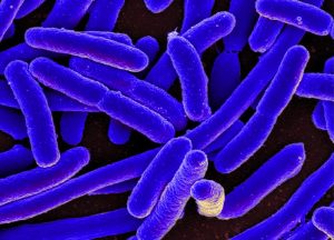 Read more about the article Real time estimates of E. coli concentrations using ultraviolet-visible spectrometers