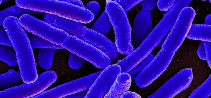 Read more about the article Real time estimates of E. coli concentrations using ultraviolet-visible spectrometers