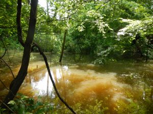 Read more about the article Environmental Health Threats Associated with Drainage from a Coastal Urban Watershed