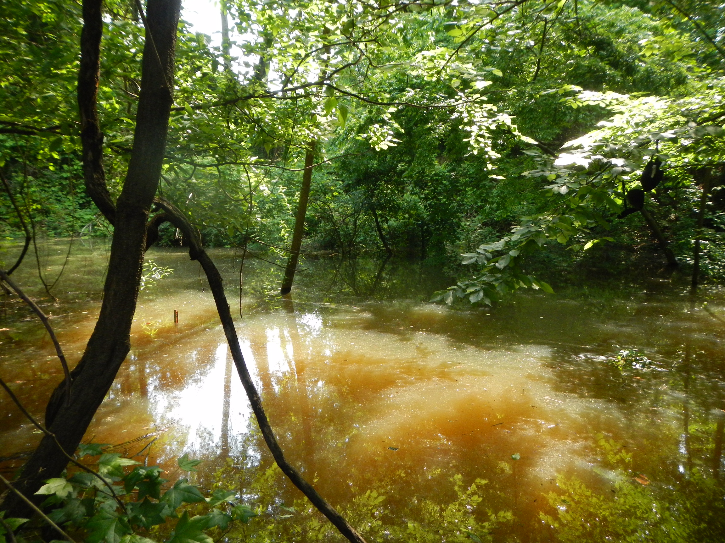 Read more about the article Concentrations and Exports of Fecal Indicator Bacteria in Watersheds with Varying Densities of Onsite Wastewater Systems