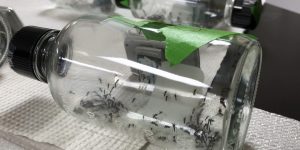 Read more about the article Impact of Mosquito Age and Insecticide Exposure on Susceptibility of Aedes albopictus (Diptera: Culicidae) to Infection with Zika Virus