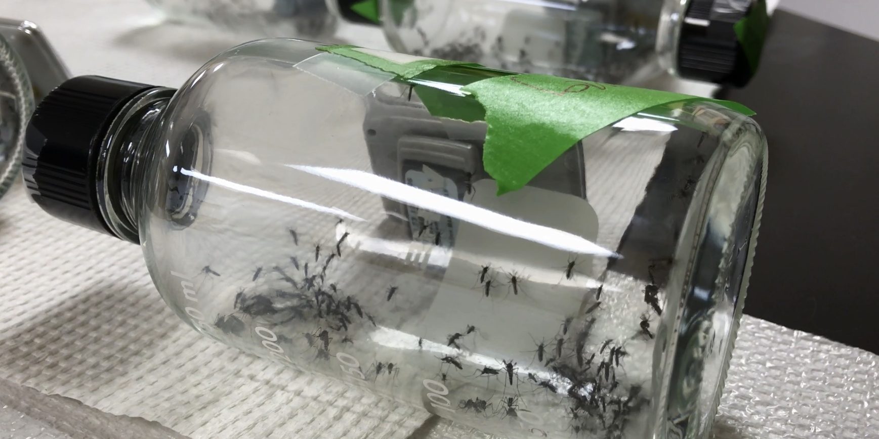 You are currently viewing Impact of Mosquito Age and Insecticide Exposure on Susceptibility of Aedes albopictus (Diptera: Culicidae) to Infection with Zika Virus