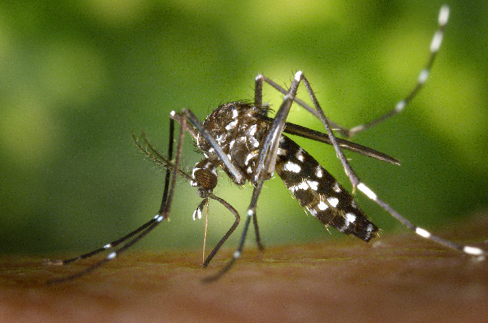Read more about the article Potential for Sublethal Insecticide Exposure to Impact Vector Competence of Aedes albopictus (Diptera: Culicidae) for Dengue and Zika Viruses