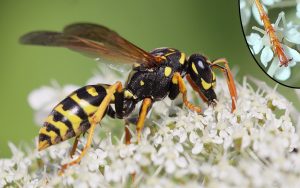 Read more about the article Risk Assessment and Recommendations for Forester Exposure to Hymenoptera