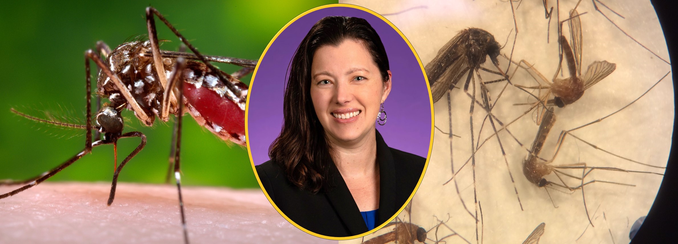 Read more about the article Dr. Richards Receives NC DHHS Contract for Mosquito Identification