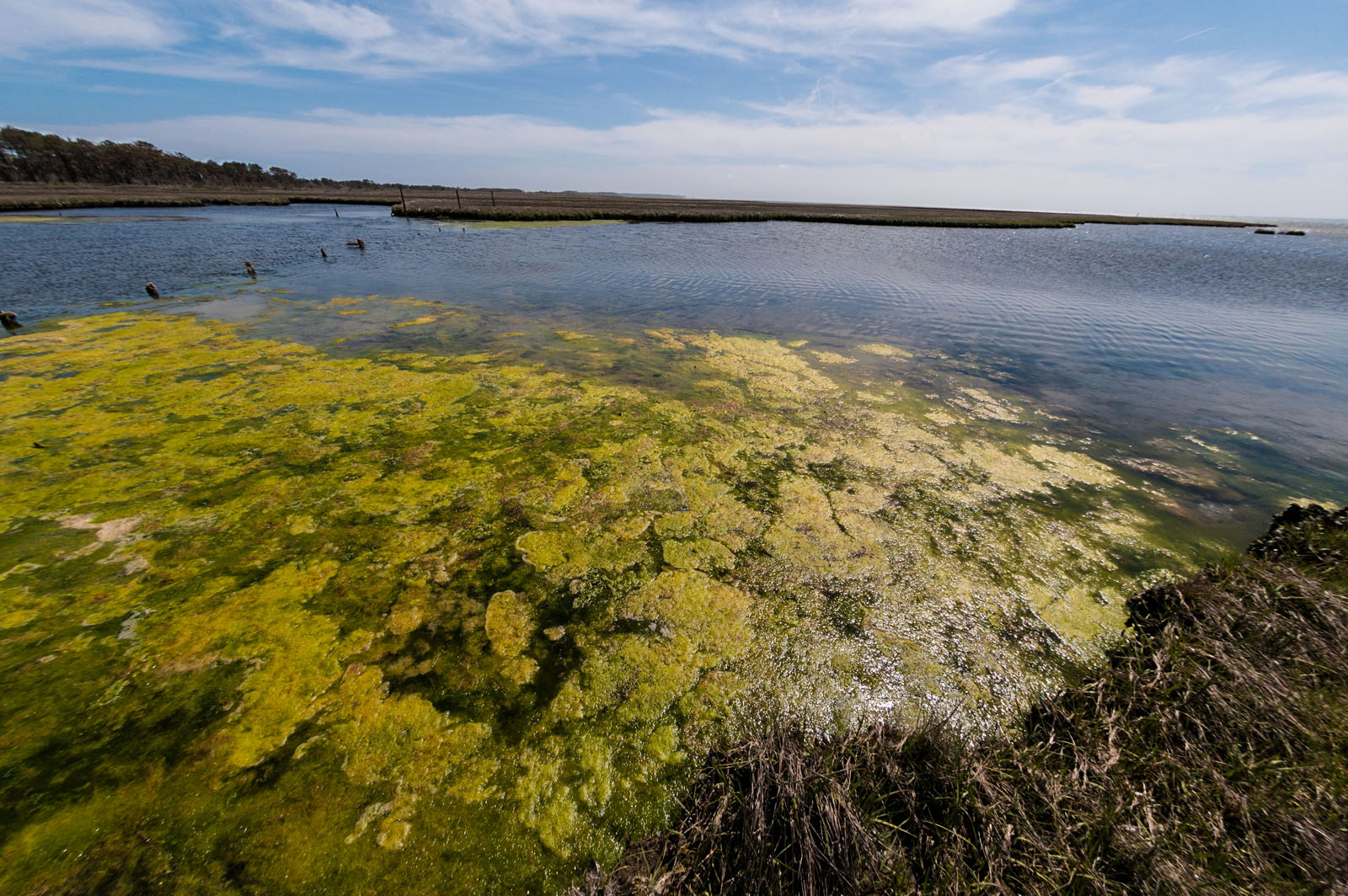 Read more about the article Dangers of Algal Blooms
