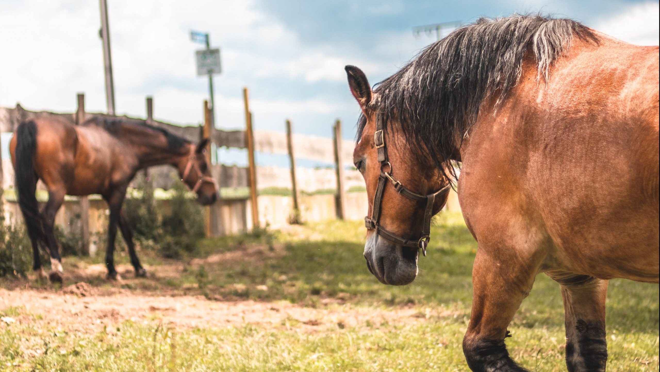 Read more about the article Horse Owner Practices and Equine and Human Arboviral Encephalitis in North Carolina