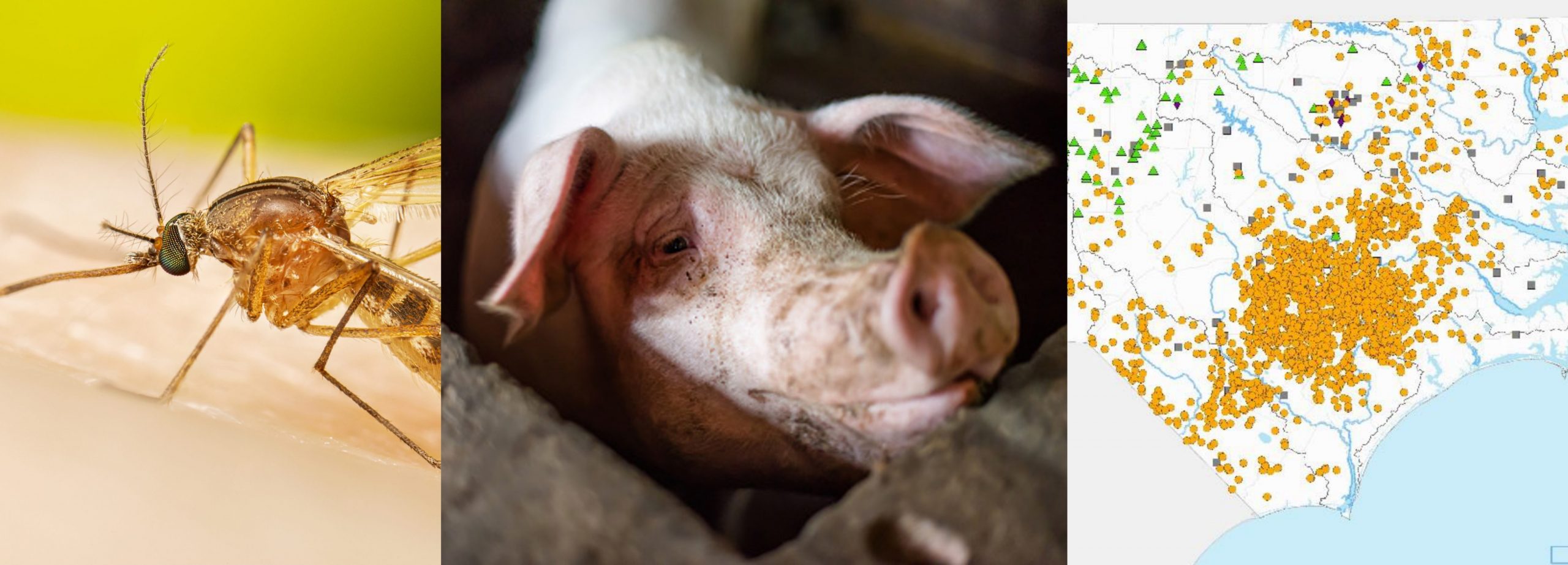 Read more about the article Brief Review of  Japanese Encephalitis Virus: Recommendations Related to North Carolina  Swine Farms and Wider Implications for Swine Farming