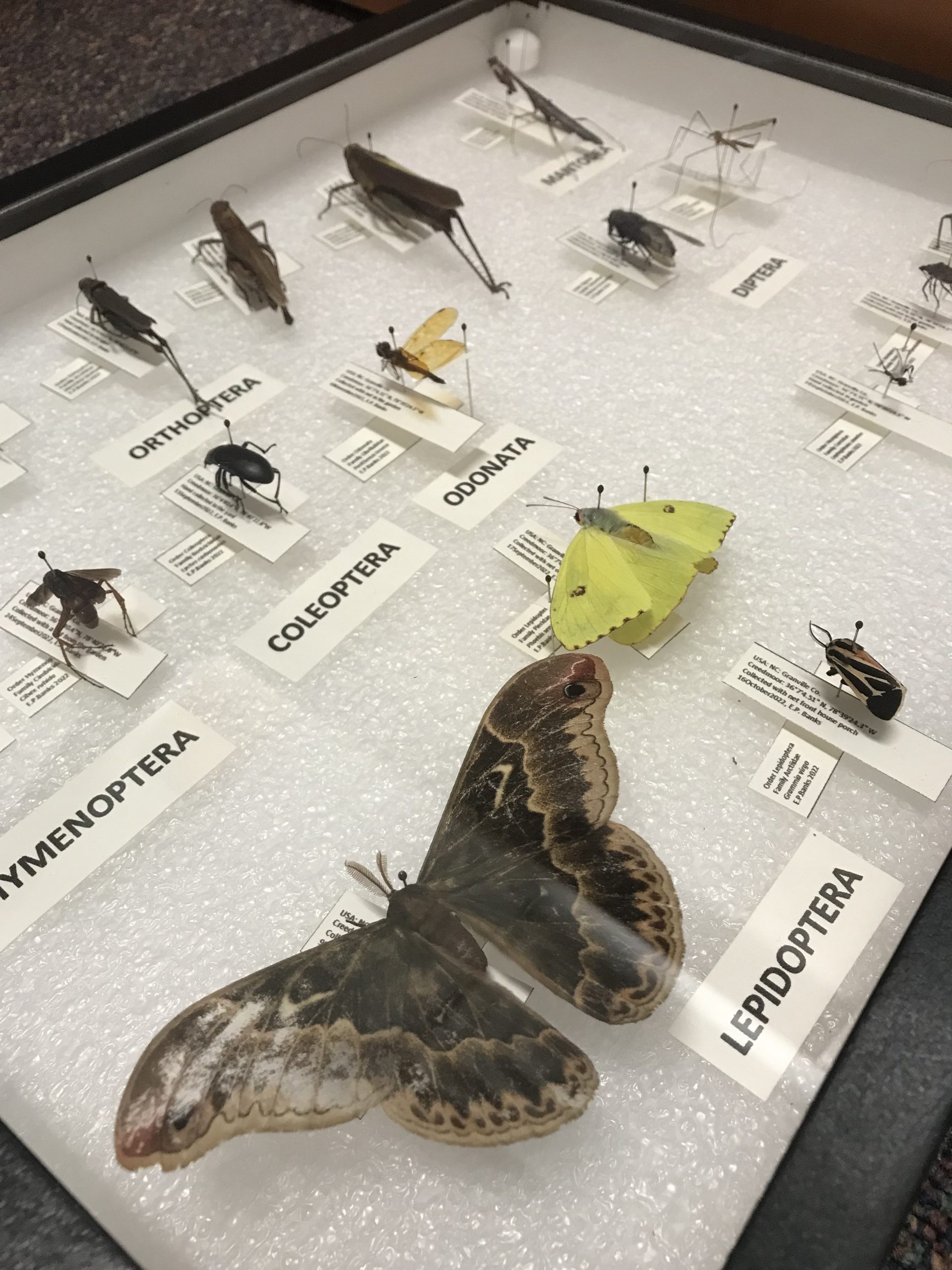Read more about the article Student Insect Collection 2022