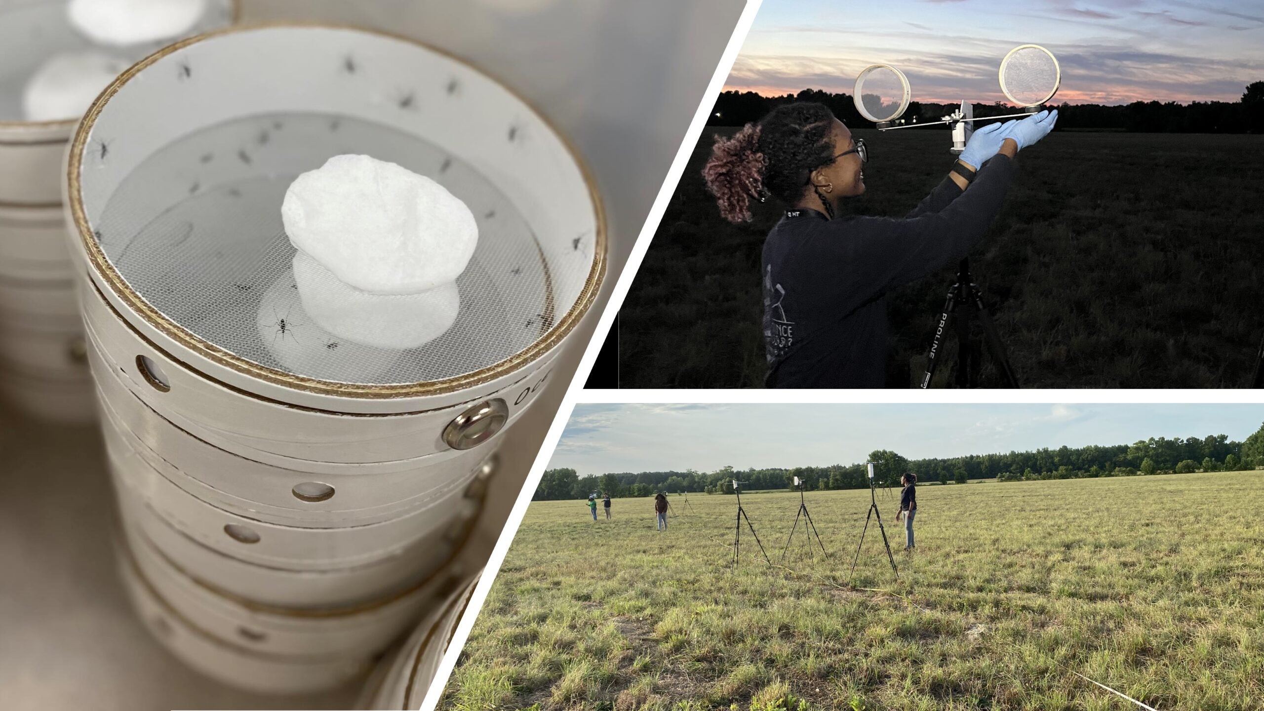 You are currently viewing ECU Faculty and Students Participate in Mosquito Study Field Trial