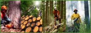 Read more about the article Systematic Review of Biological, Chemical, Ergonomic, Physical, and Psychosocial Hazards Impacting Occupational Health of United States Forestry Workers