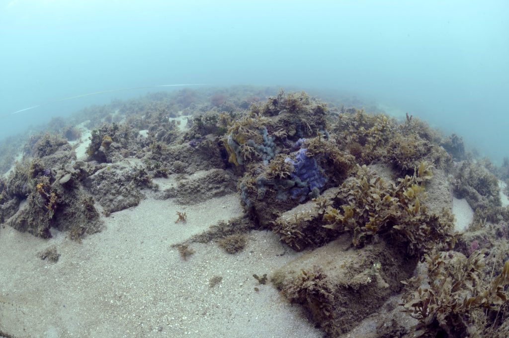 The Brick Site is home to a plethora of yellow brick, both neatly stacked and scattered along the seafloor.